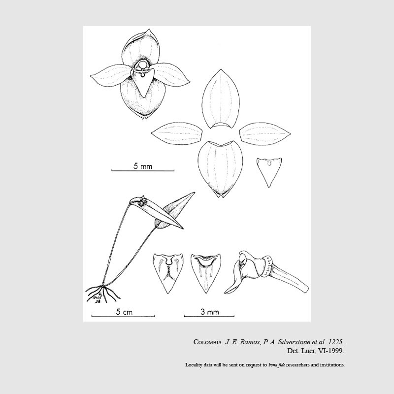 Pleurothallis acutilabia
